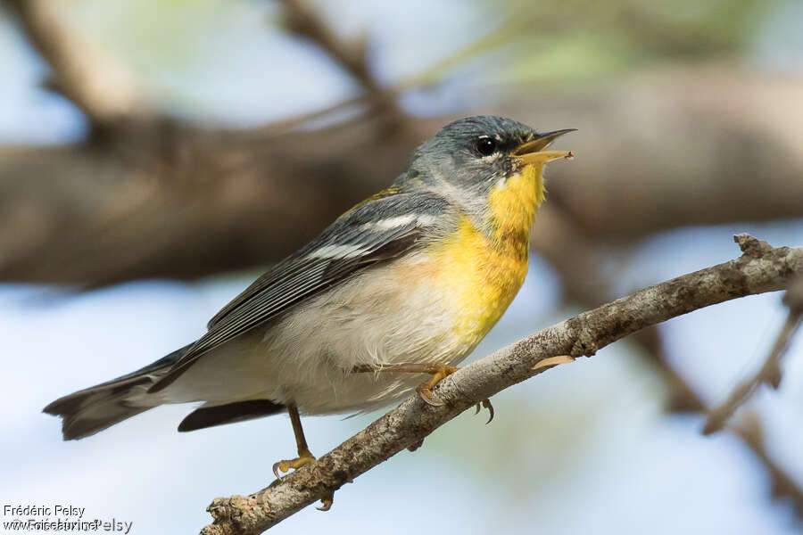 Northern Parula male adult, identification