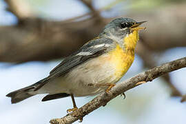 Northern Parula