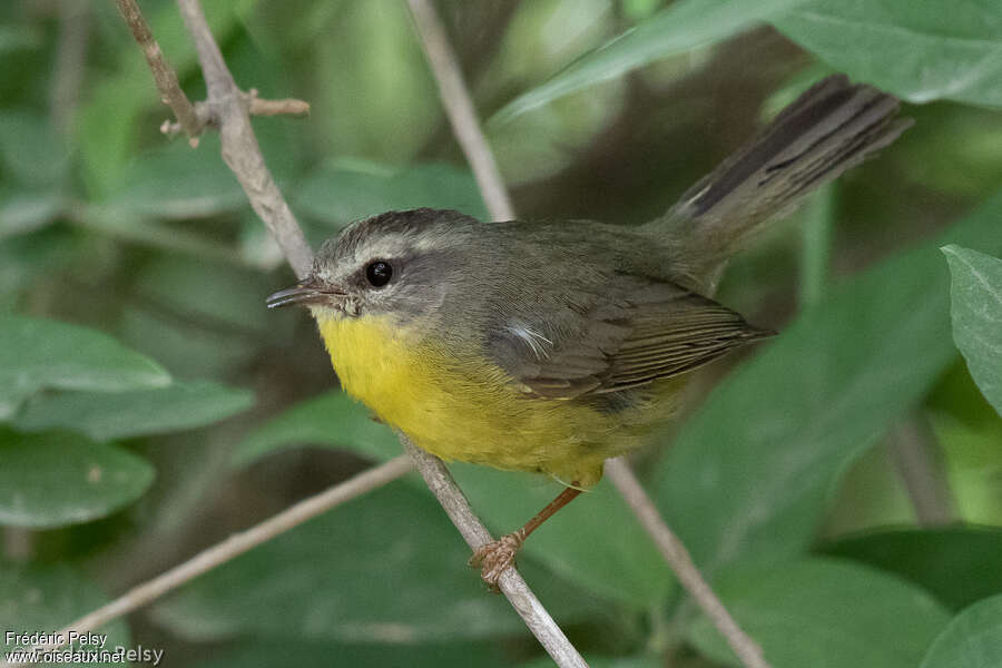 Golden-crowned Warbleradult, identification