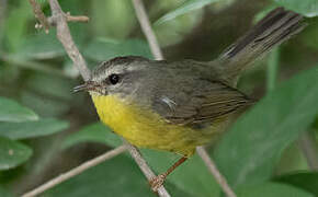 Golden-crowned Warbler