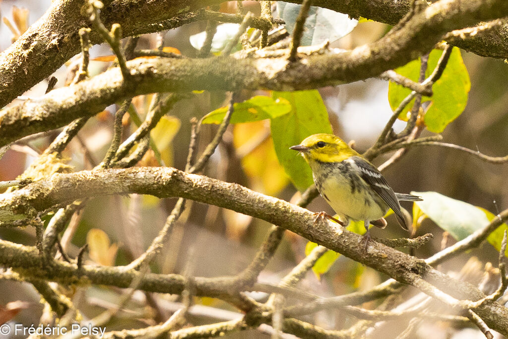 Black-throated Green Warbler