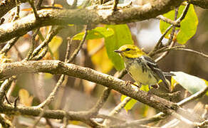 Black-throated Green Warbler