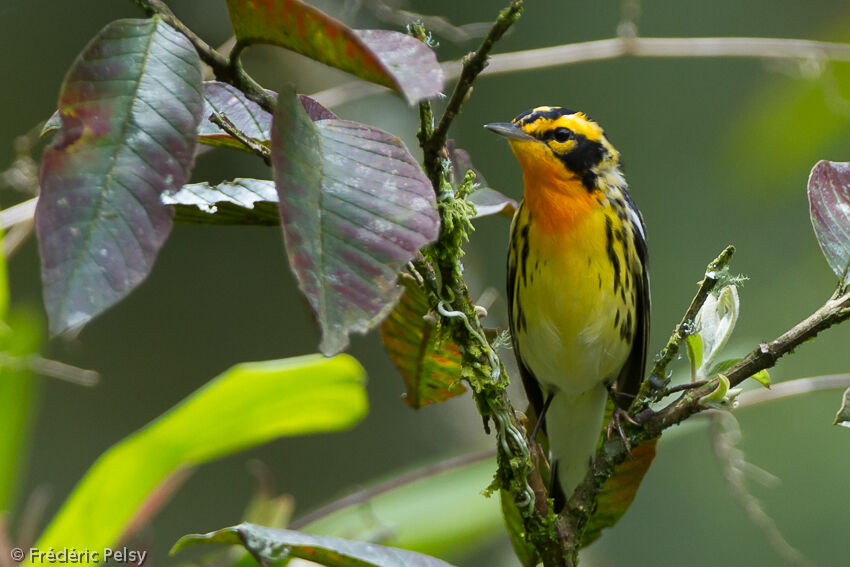 Blackburnian Warbler male adult