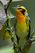 Blackburnian Warbler