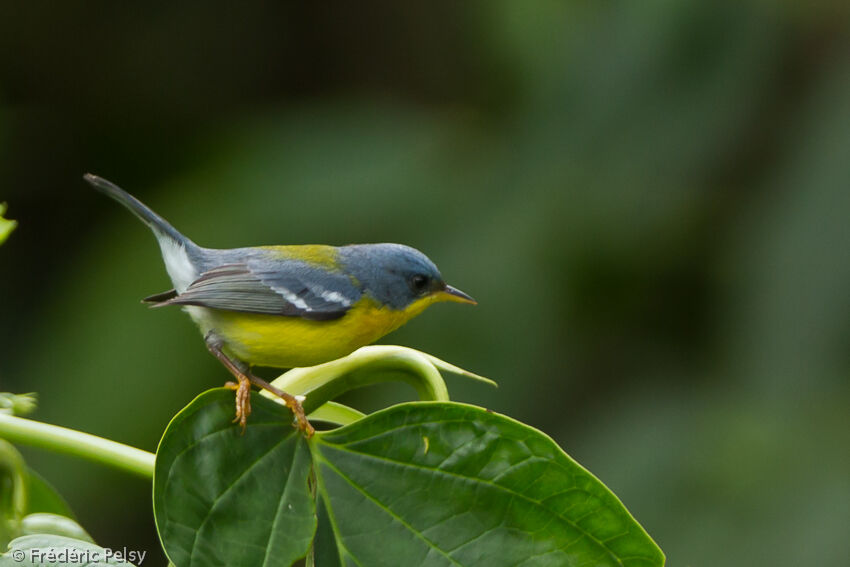 Tropical Parulaadult