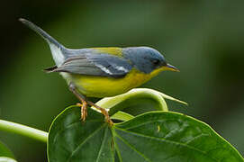 Tropical Parula