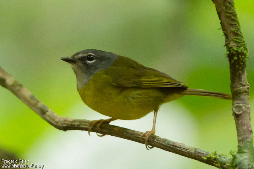 White-lored Warbleradult, identification