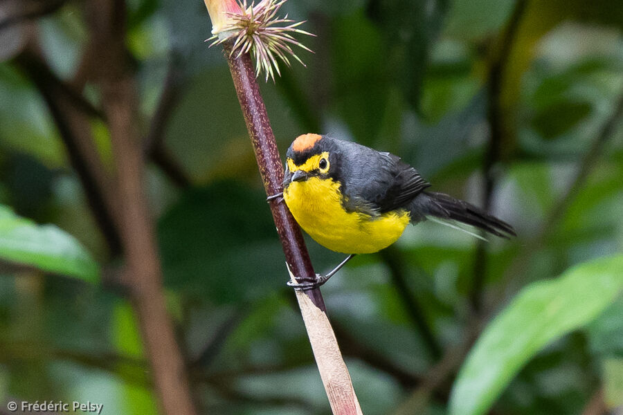 Paruline à lunettes