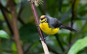 Spectacled Whitestart