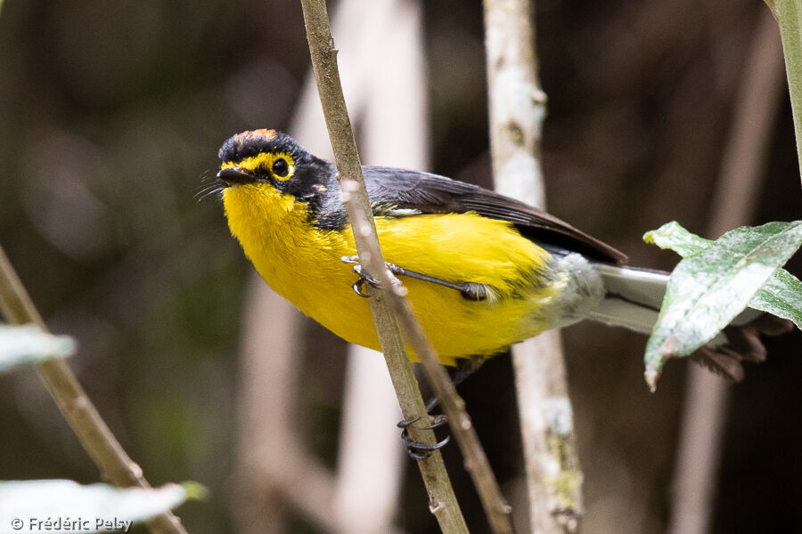 Spectacled Whitestart