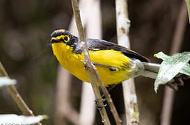 Spectacled Whitestart