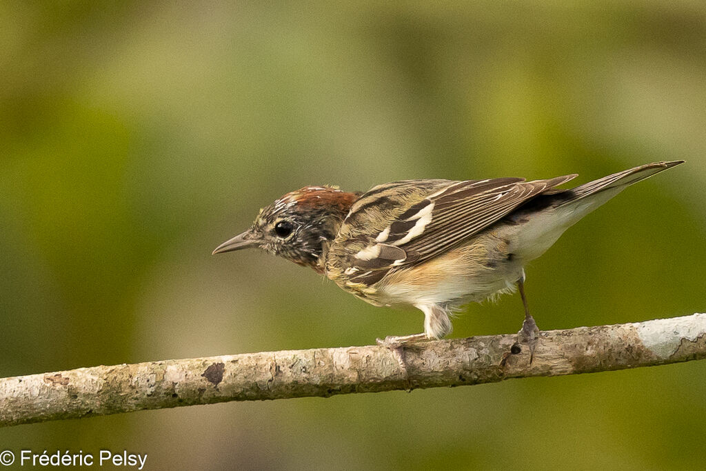 Bay-breasted Warbler