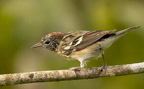 Bay-breasted Warbler