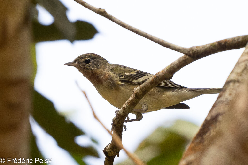 Bay-breasted Warbler