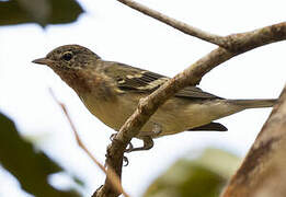 Bay-breasted Warbler