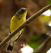 Magnolia Warbler