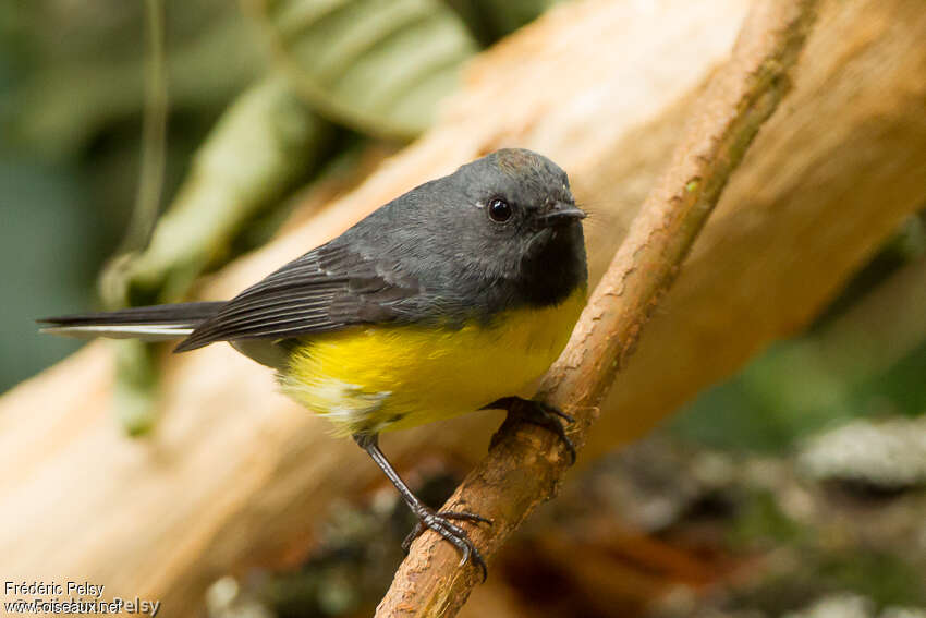 Paruline ardoiséeadulte, identification