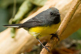 Slate-throated Whitestart