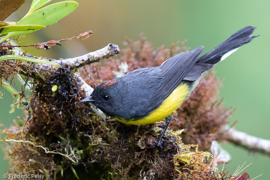 Slate-throated Whitestart