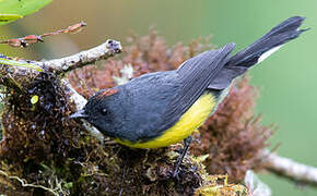 Slate-throated Whitestart