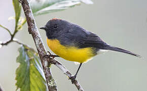 Slate-throated Whitestart