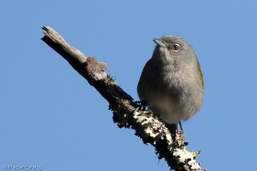 Paruline aux yeux rougesadulte