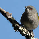 Paruline aux yeux rouges