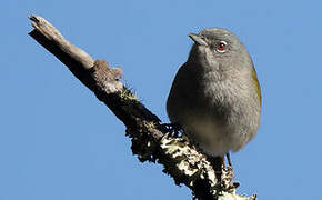 Paruline aux yeux rouges