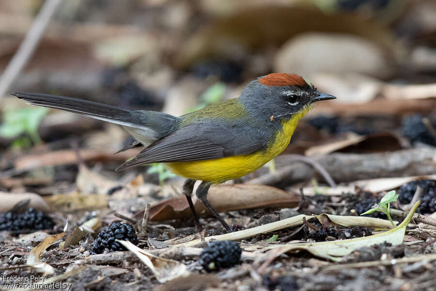 Paruline basanéeadulte, identification