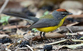 Brown-capped Whitestart