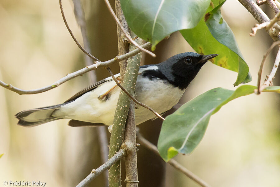 Black-throated Blue Warbler male adult