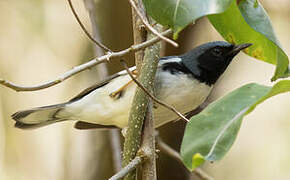 Black-throated Blue Warbler