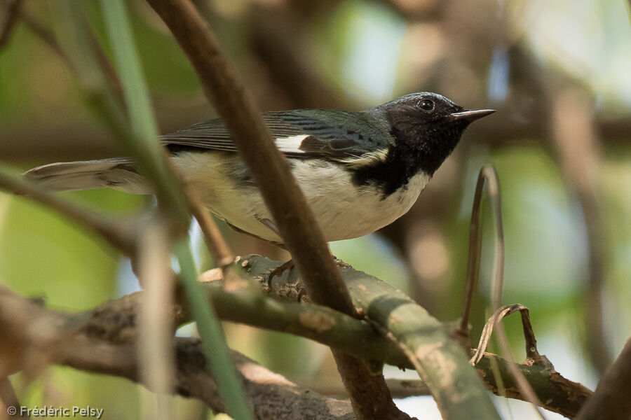 Black-throated Blue Warbler male adult