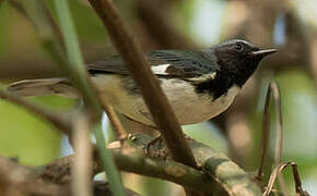 Black-throated Blue Warbler