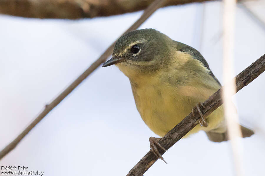 Black-throated Blue Warbler female adult, identification