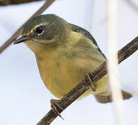 Paruline bleue