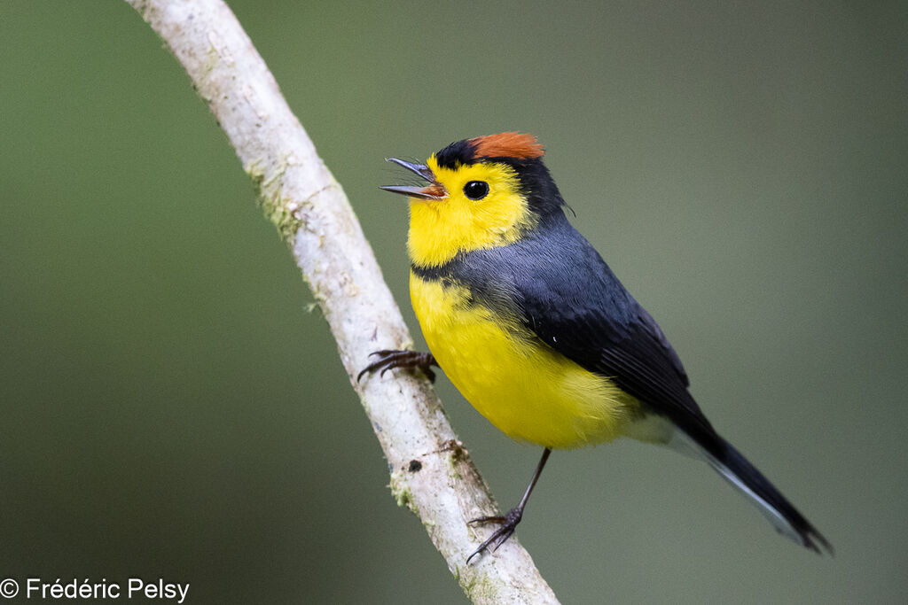 Collared Whitestart