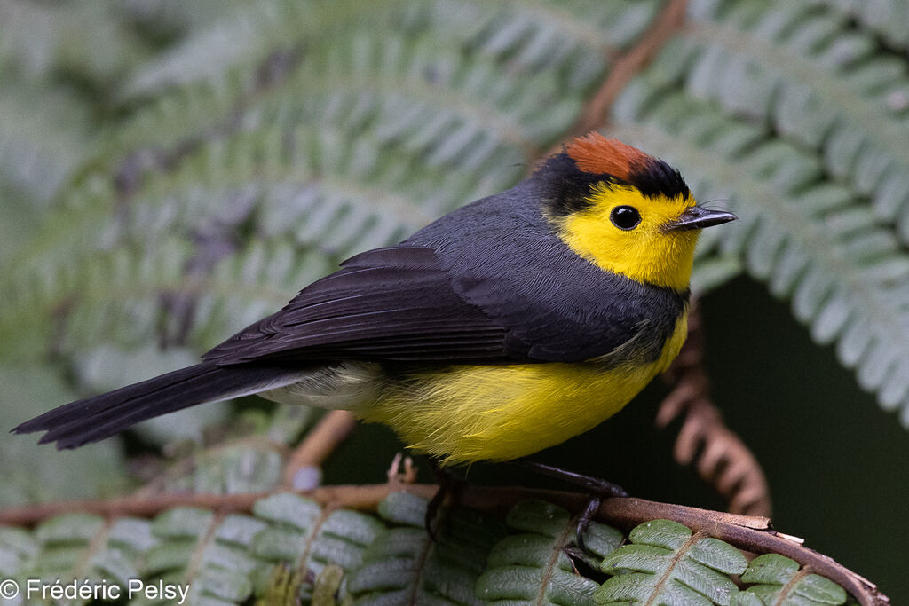 Collared Whitestart