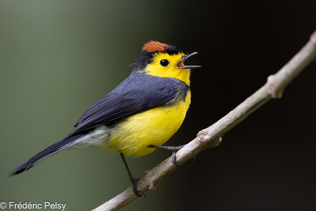 Collared Whitestart