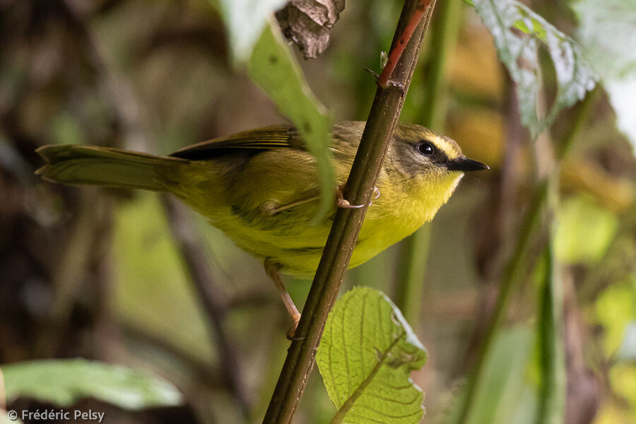 Paruline citrine