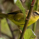 Paruline citrine