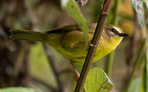 Citrine Warbler