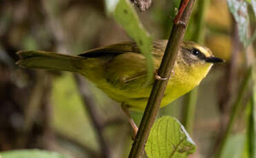 Paruline citrine