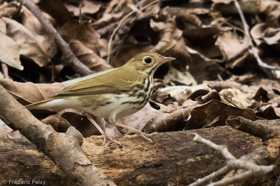 Ovenbird