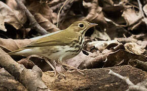 Ovenbird