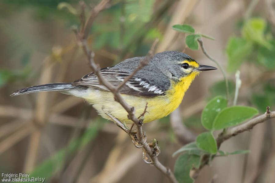 Paruline d'Adélaïdeadulte, identification