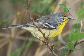 Adelaide's Warbler