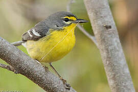 Adelaide's Warbler