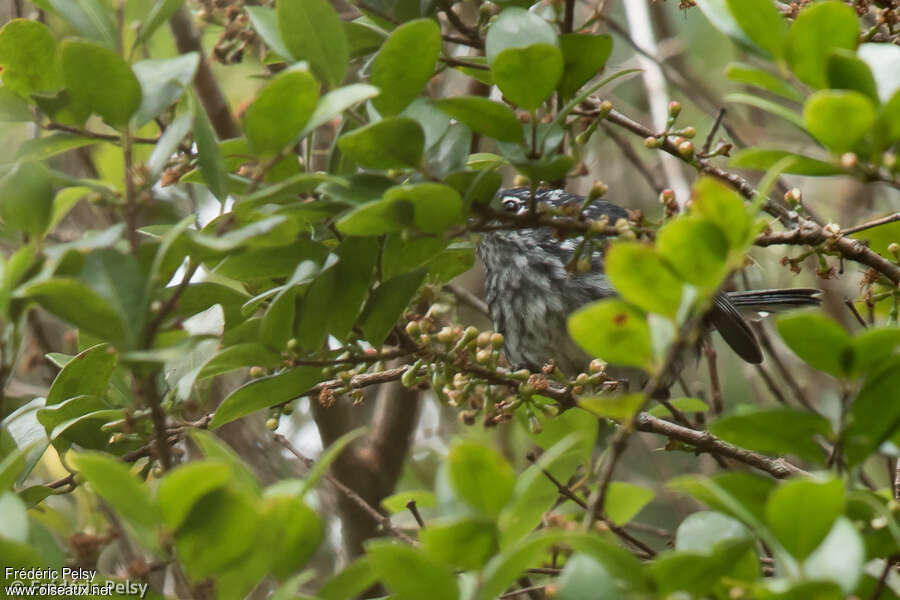 Paruline d'Angelaadulte, identification