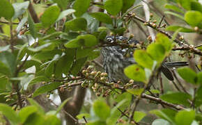 Elfin Woods Warbler